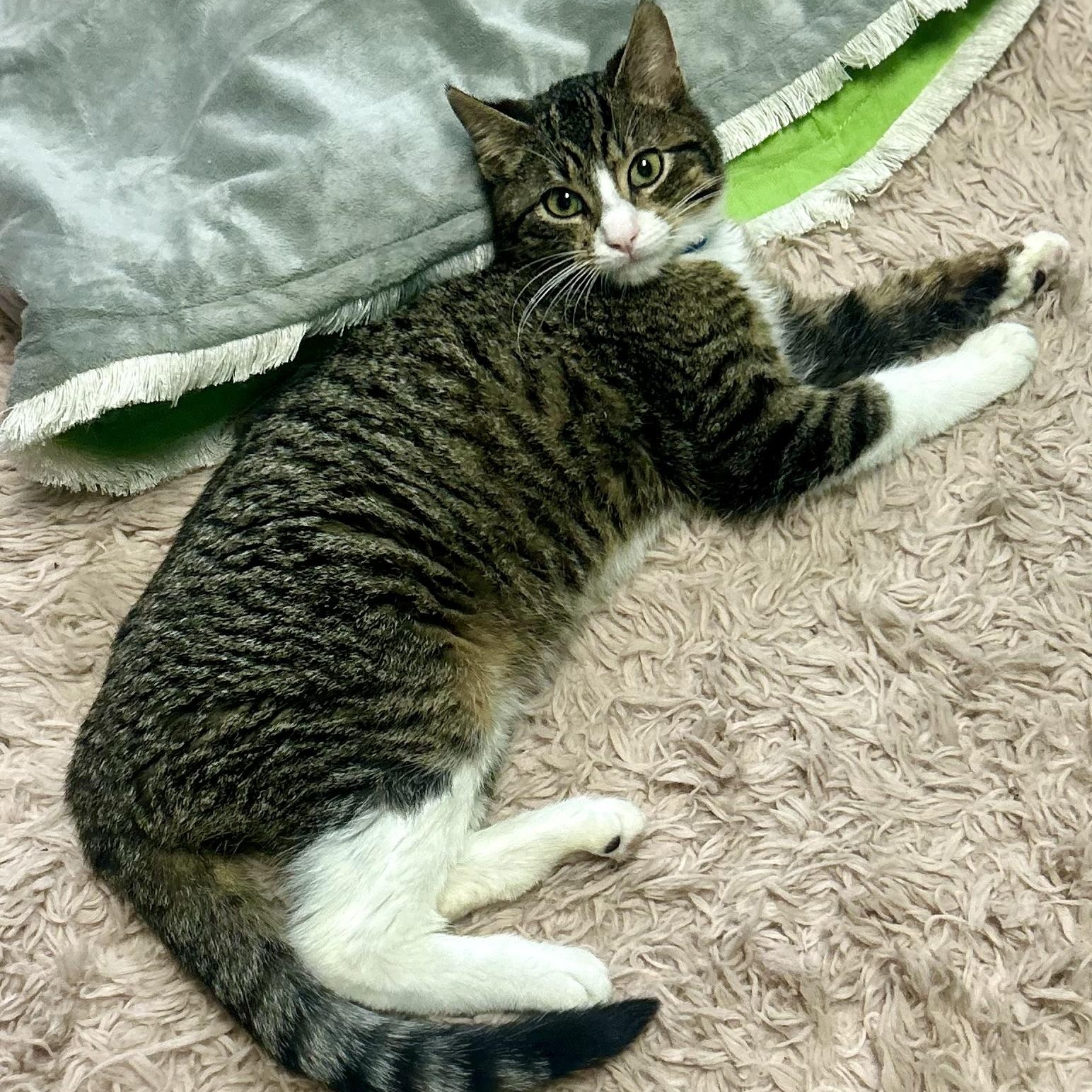 Enlarge Tarzan, a Adoptable Domestic Short Hair in Philadelphia, PA image 3/5