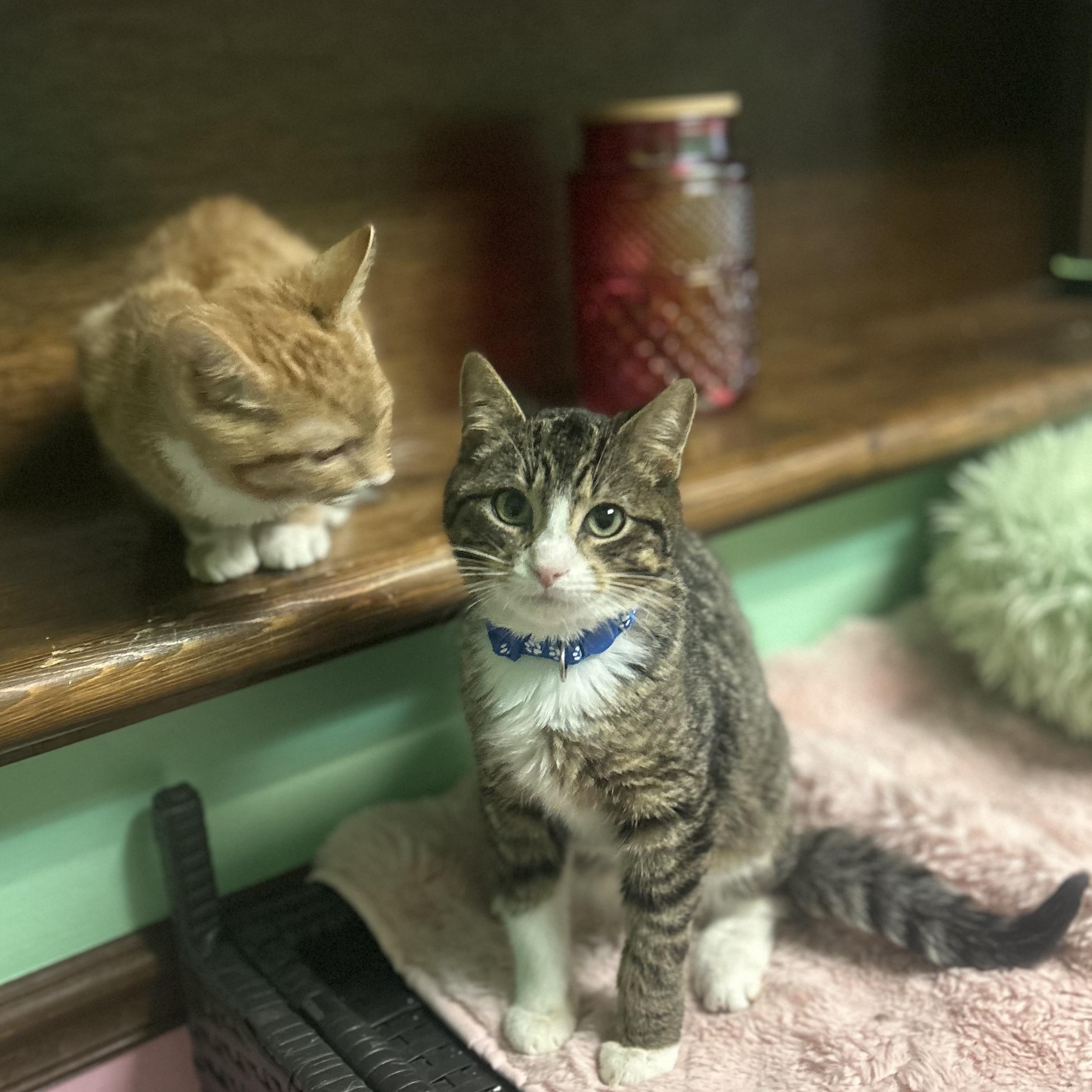 Enlarge Tarzan, a Adoptable Domestic Short Hair in Philadelphia, PA image 2/5