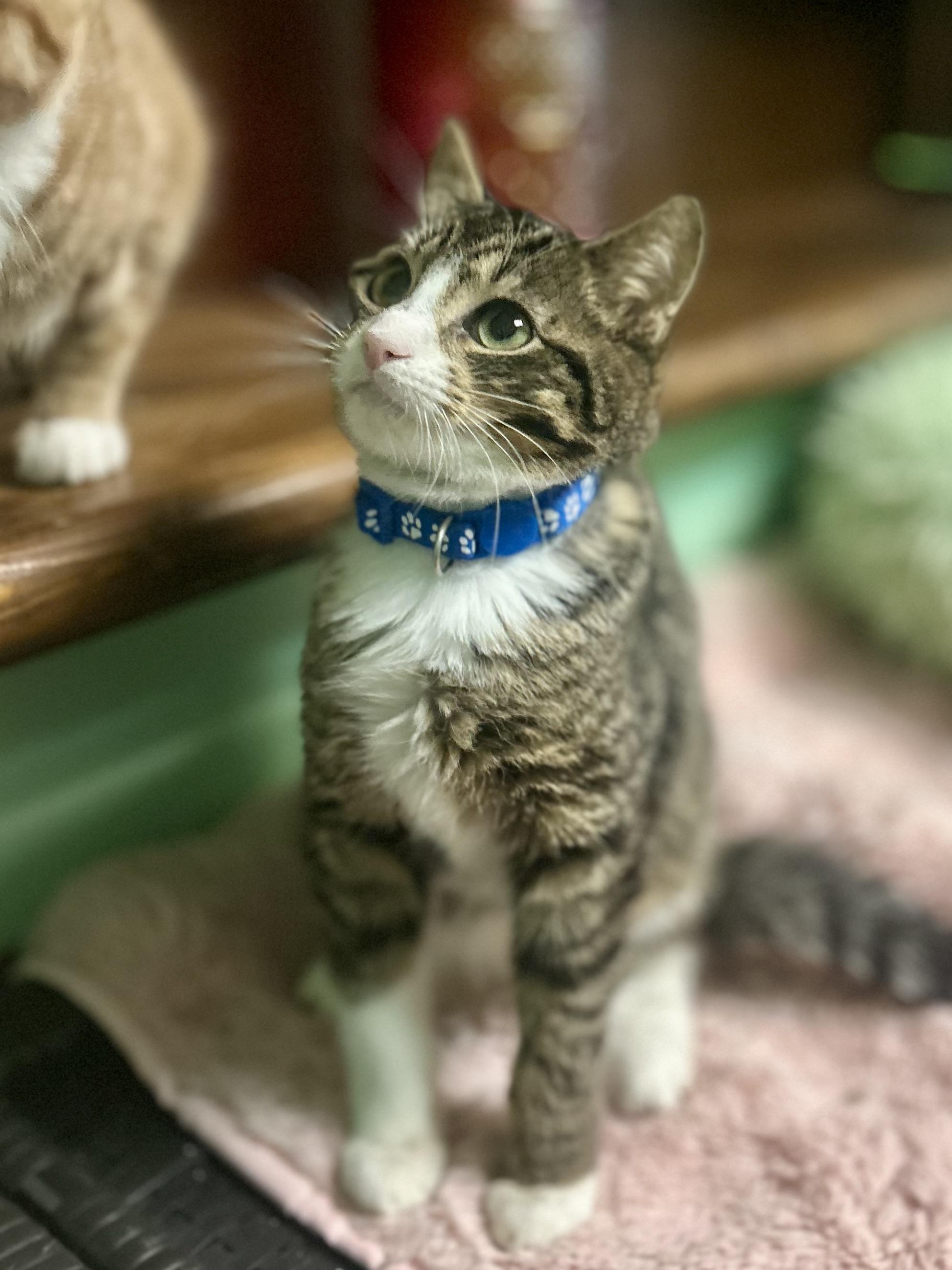 Enlarge Tarzan, a Adoptable Domestic Short Hair in Philadelphia, PA image 4/5