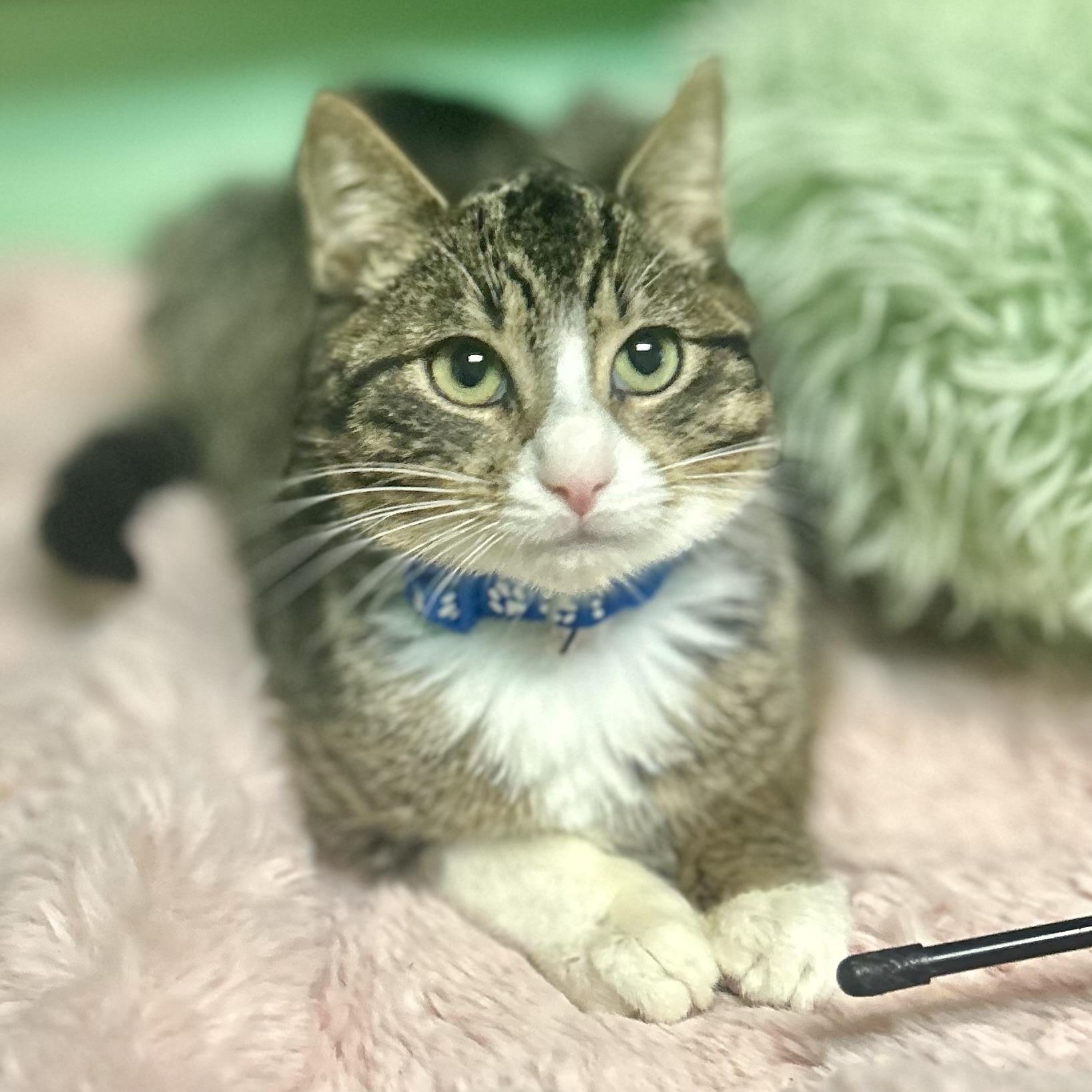 Enlarge Tarzan, a Adoptable Domestic Short Hair in Philadelphia, PA image 5/5