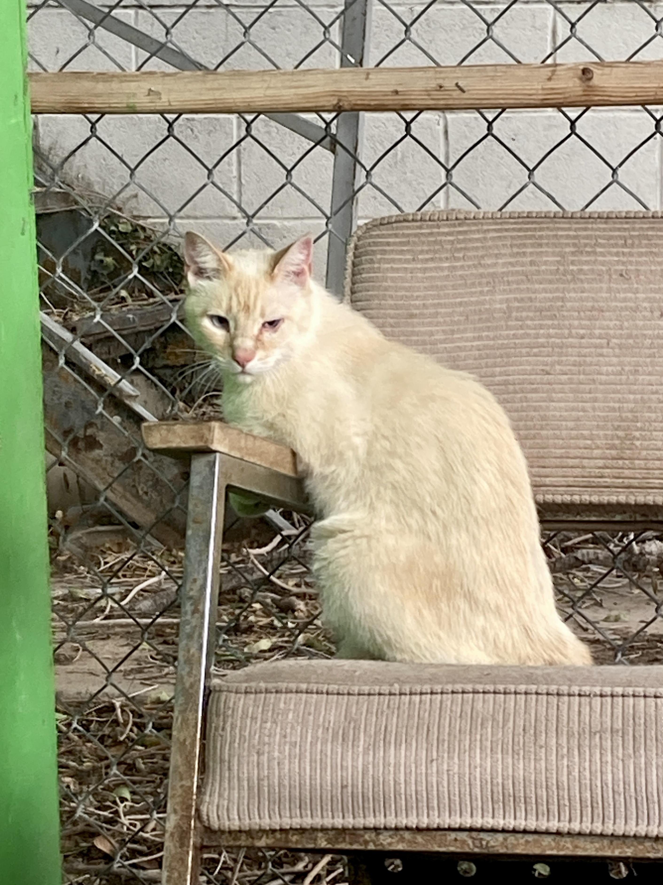 International Delight, ADOPTABLE, Adult Male Domestic Short Hair.