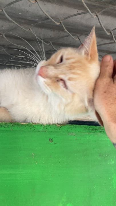 Enlarge International Delight, a ADOPTABLE Domestic Short Hair in Roswell, NM video 2/2