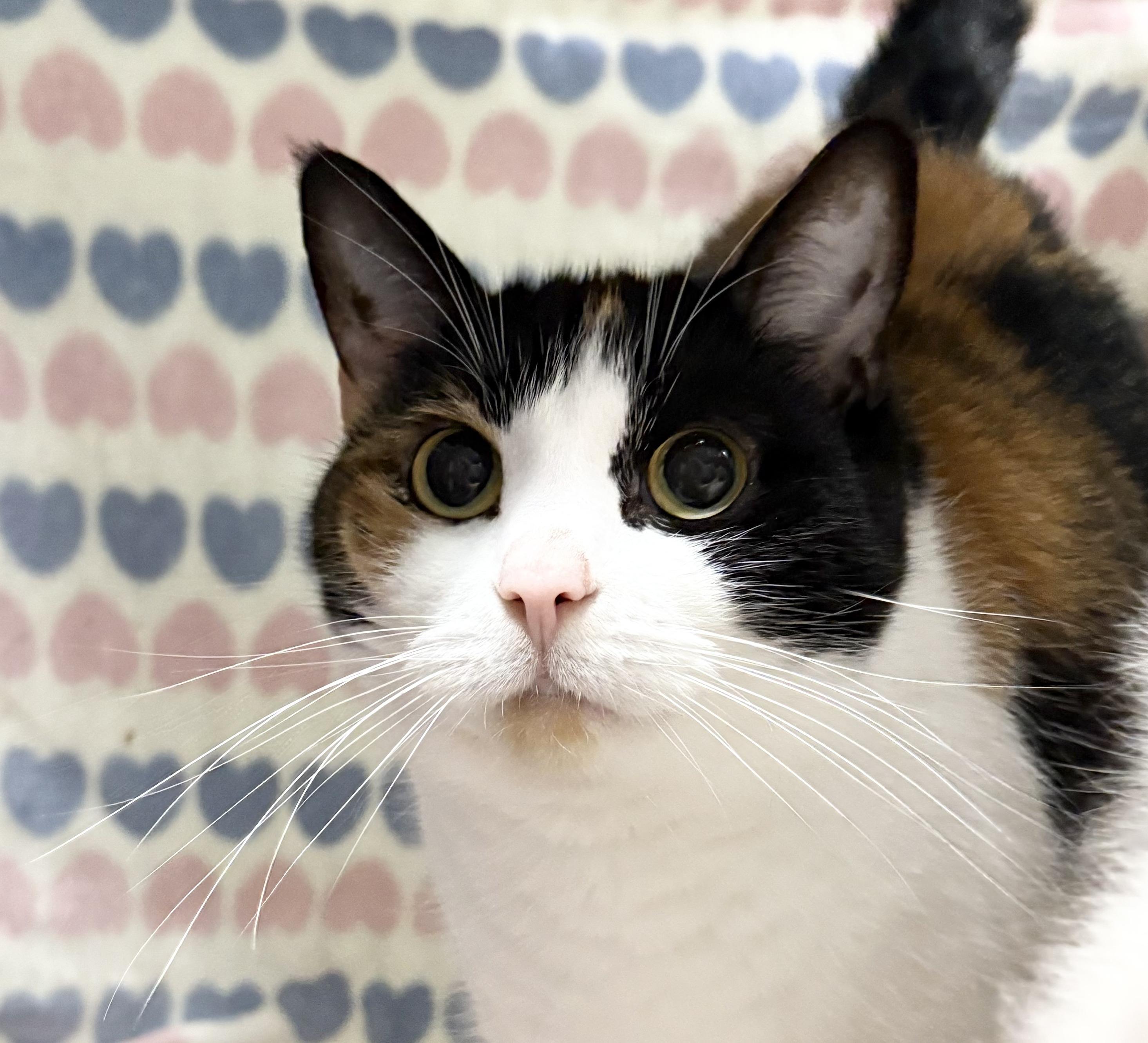 Enlarge ELLA 2, a ADOPTABLE Calico in Tillsonburg, ON image 1/3