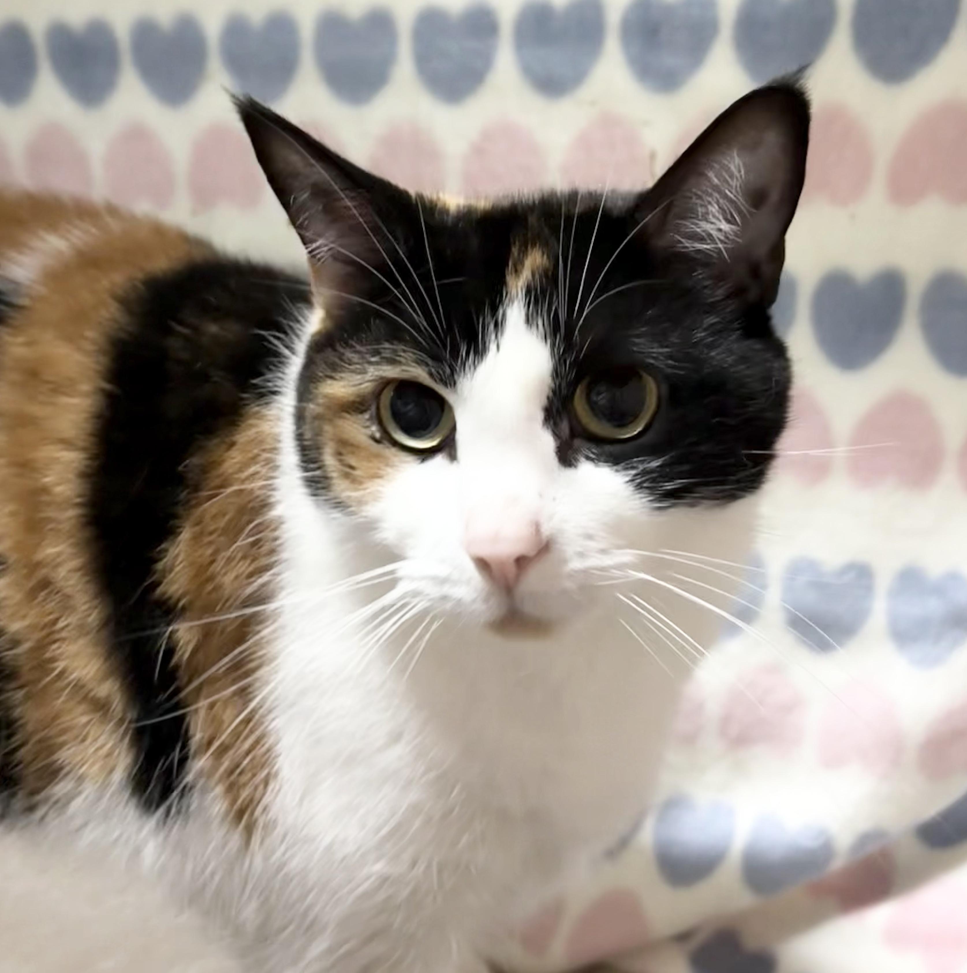 Enlarge ELLA 2, a ADOPTABLE Calico in Tillsonburg, ON image 2/3