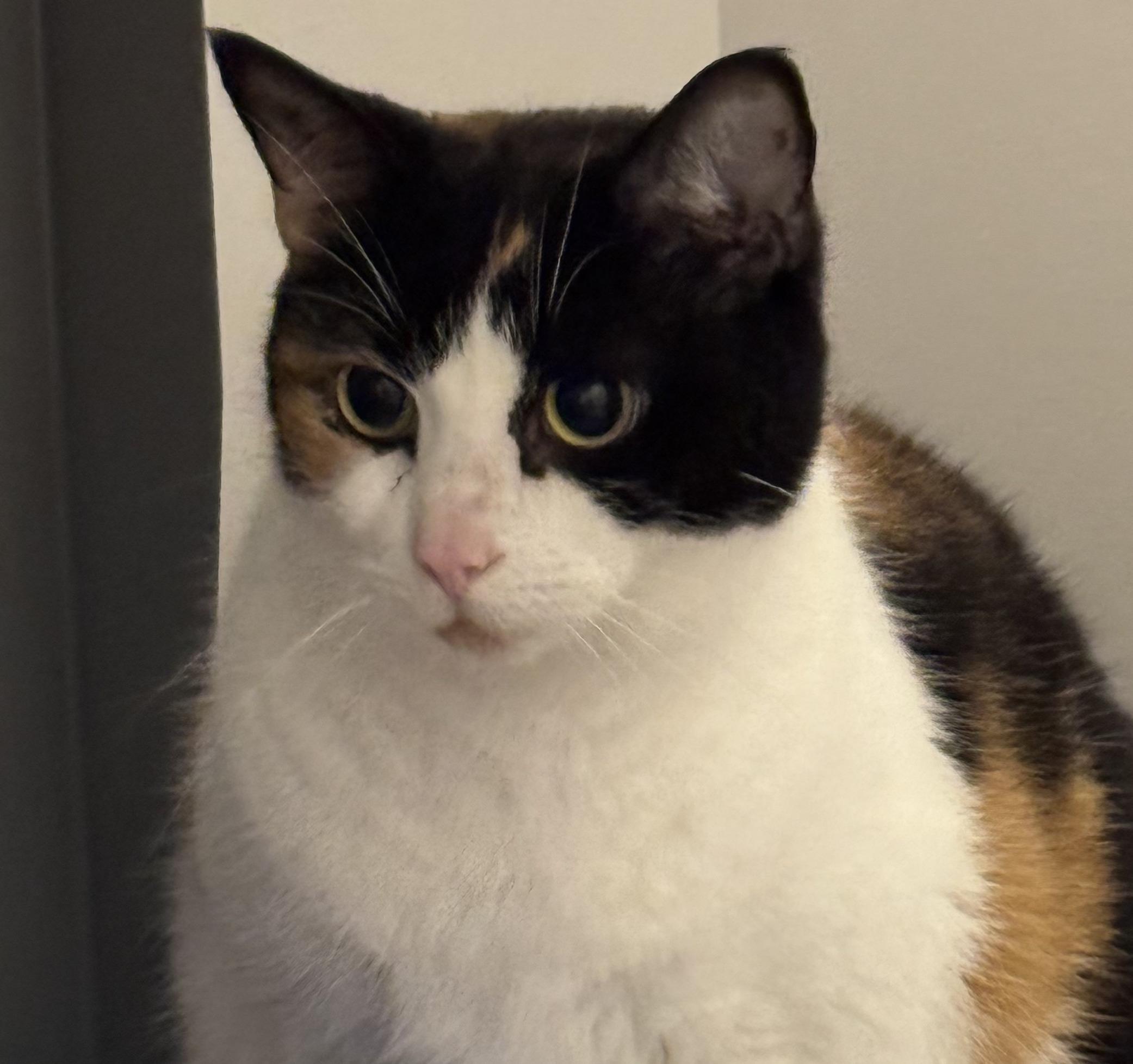 Enlarge ELLA 2, a ADOPTABLE Calico in Tillsonburg, ON image 3/3