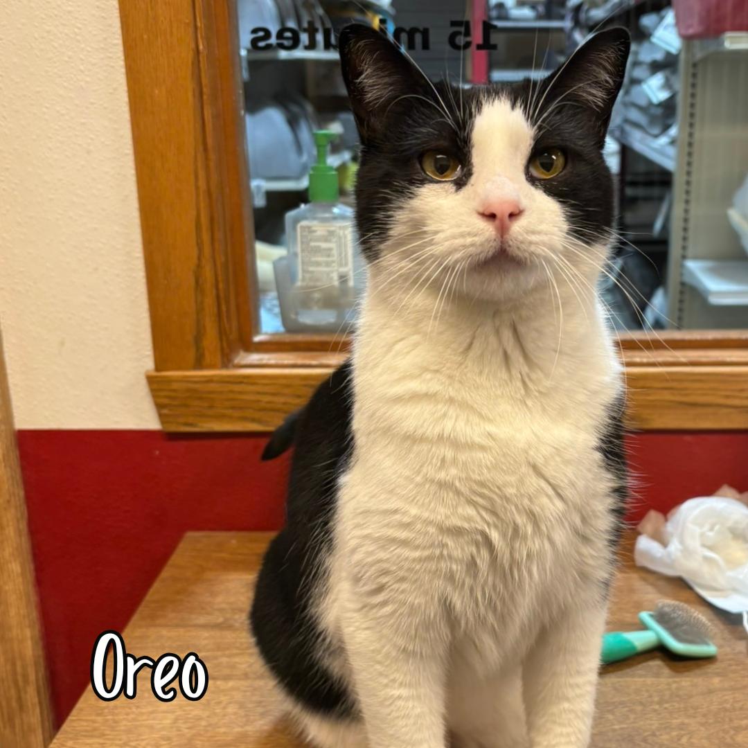 Oreo (bonded with Callie) , ADOPTABLE, Senior Male Domestic Short Hair.