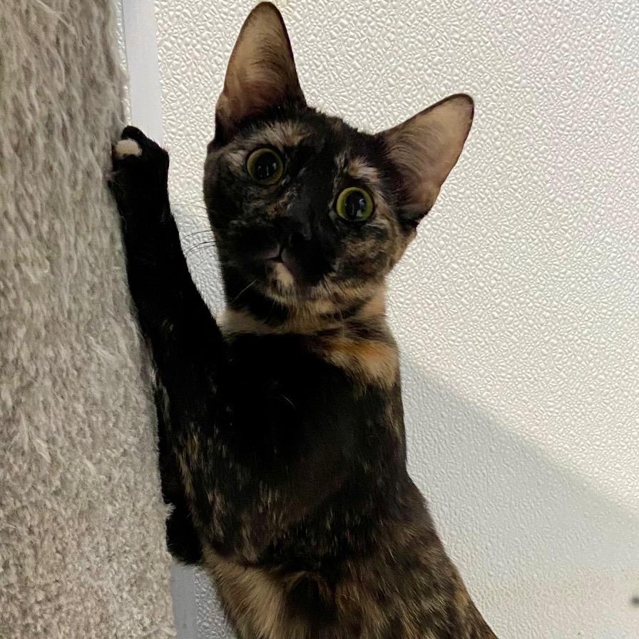 Enlarge Oriole, a ADOPTABLE Tortoiseshell in Claresholm, AB image 1/2