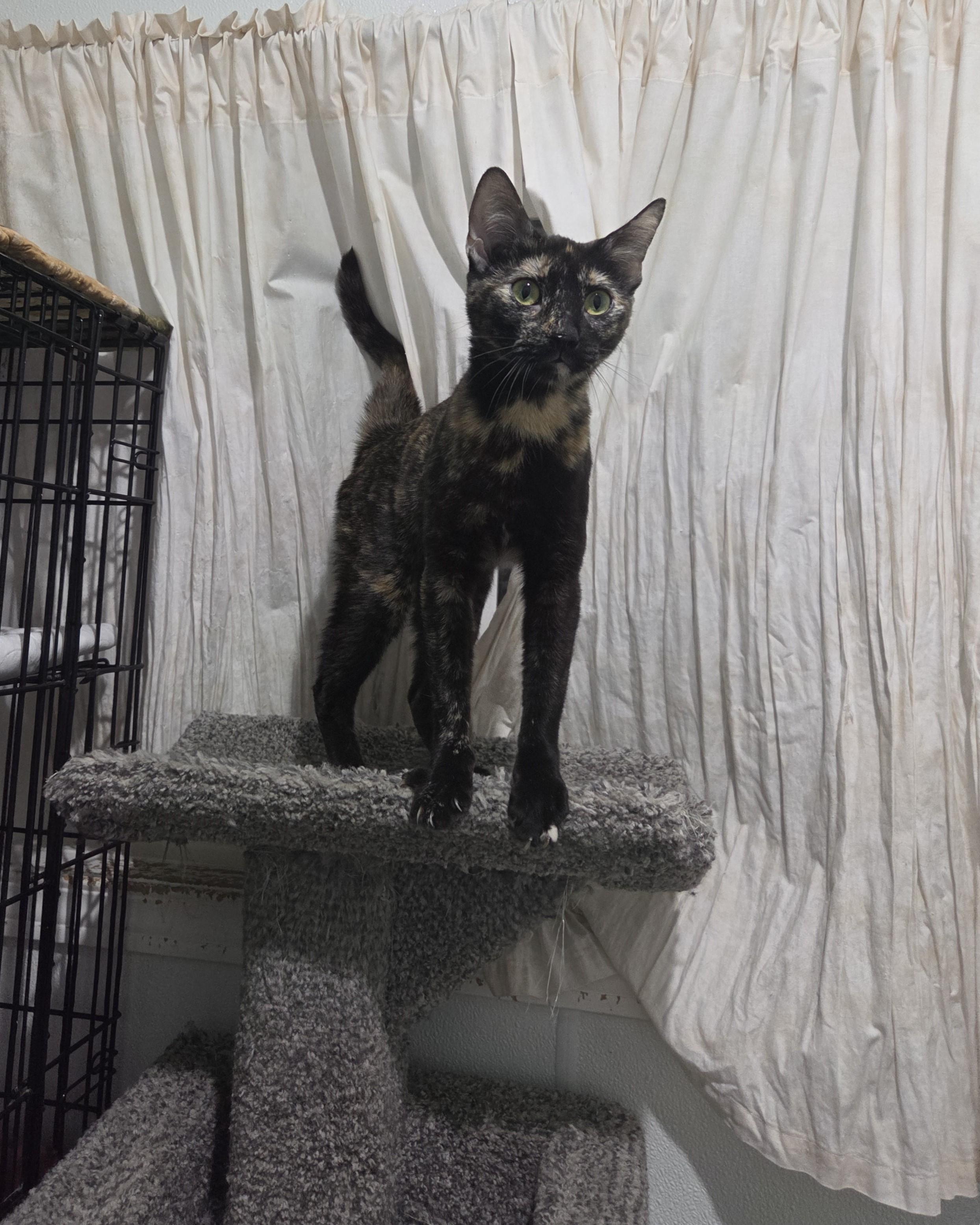 Enlarge Oriole, a ADOPTABLE Tortoiseshell in Claresholm, AB image 2/2