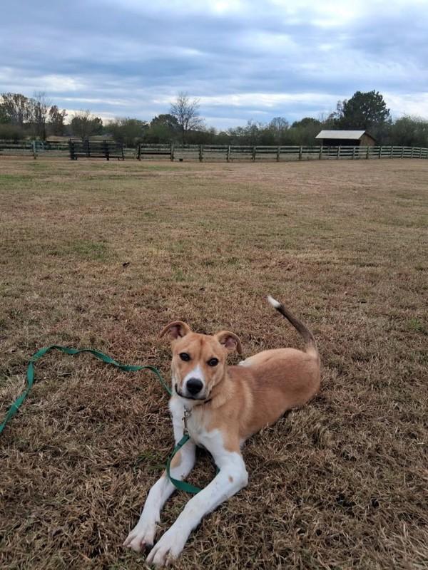 Enlarge Timmy(803), a Adoptable mixed breed in Marietta, GA image 2/2