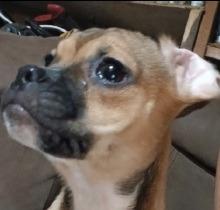 Patti, Adoptable, Young Female French Bulldog & Shih Tzu.