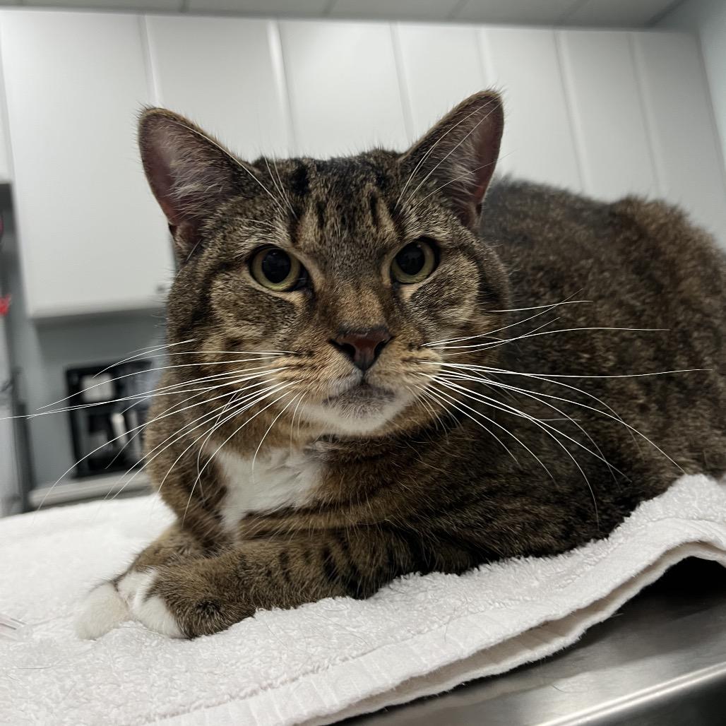 Cher — thumbnail 2