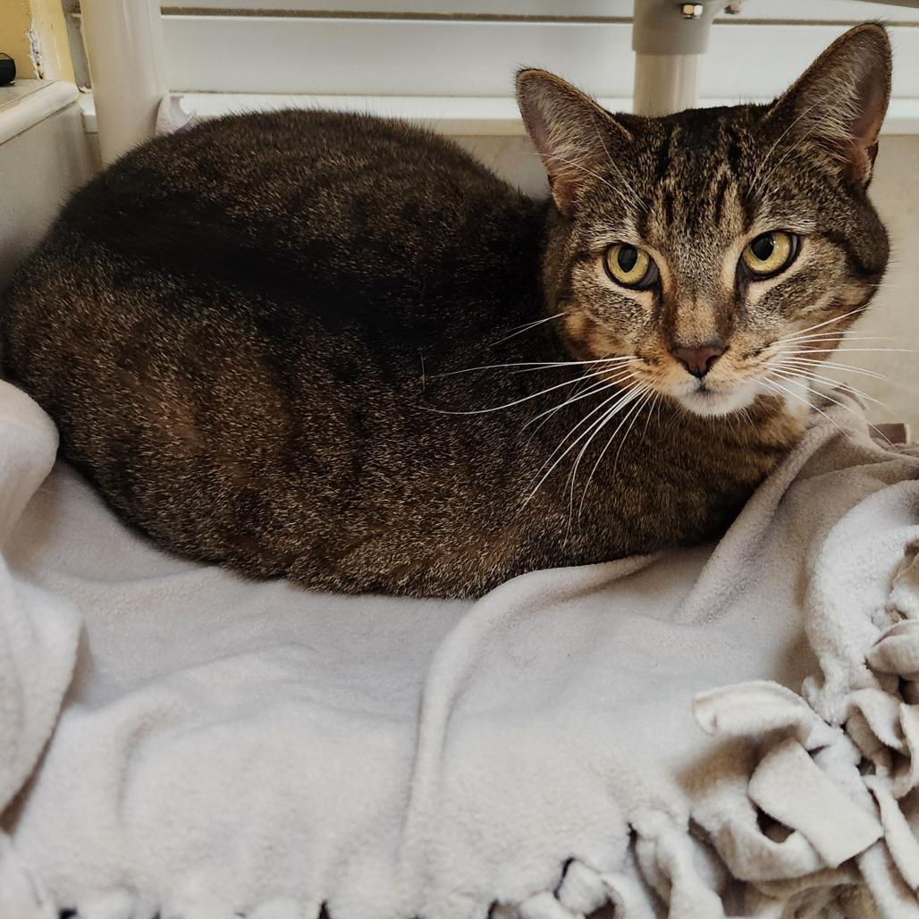 Cher — thumbnail 3