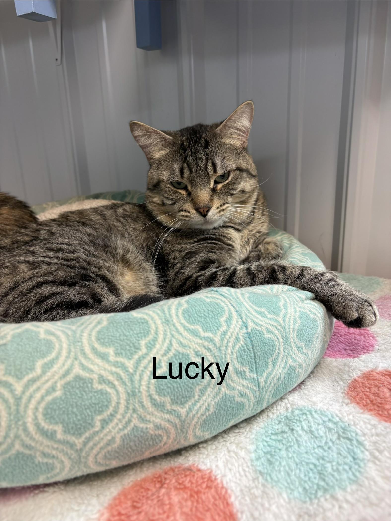 Lucky, Adoptable, Adult Male American Shorthair.