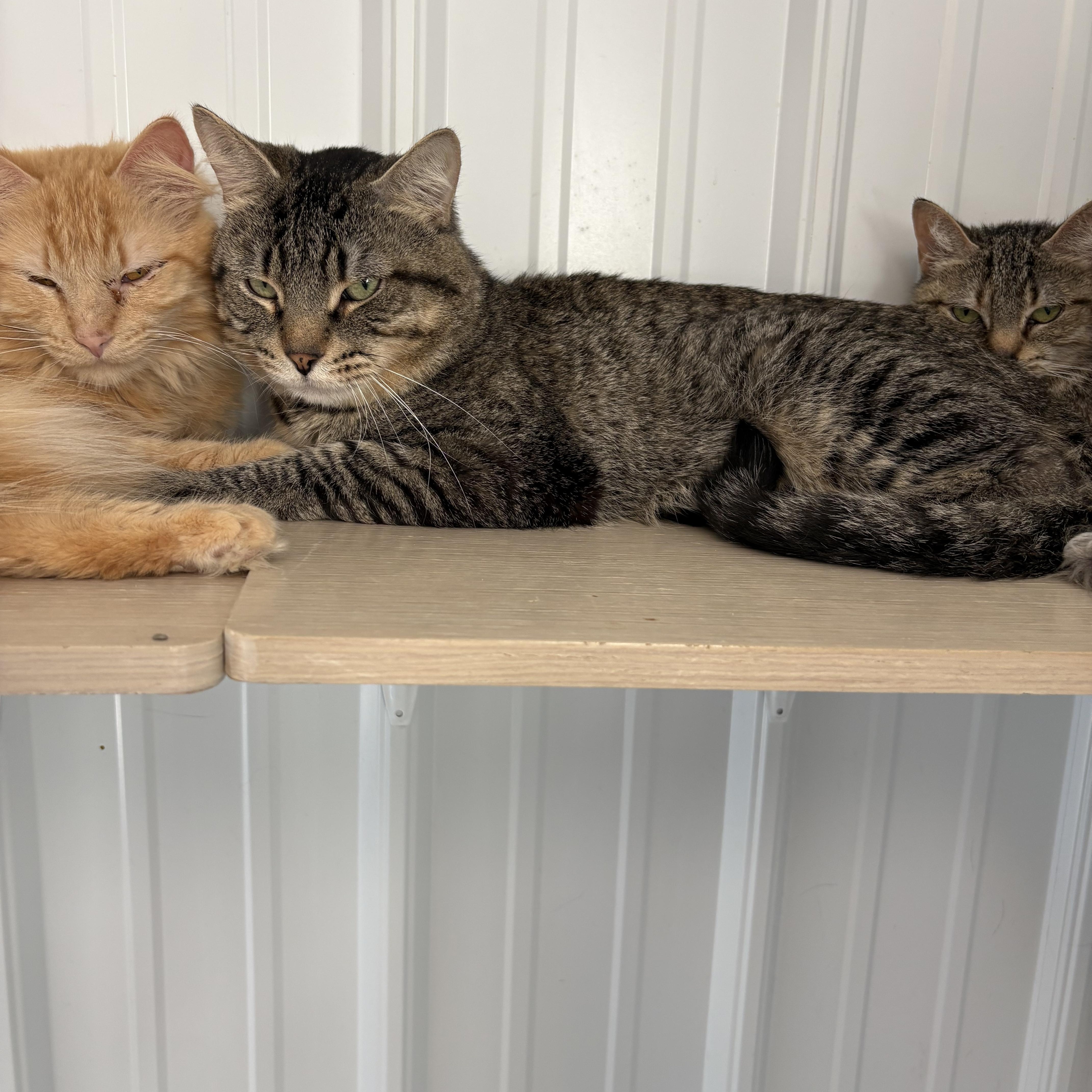 Enlarge Lucky, a Adoptable American Shorthair in Big Rapids, MI image 2/3