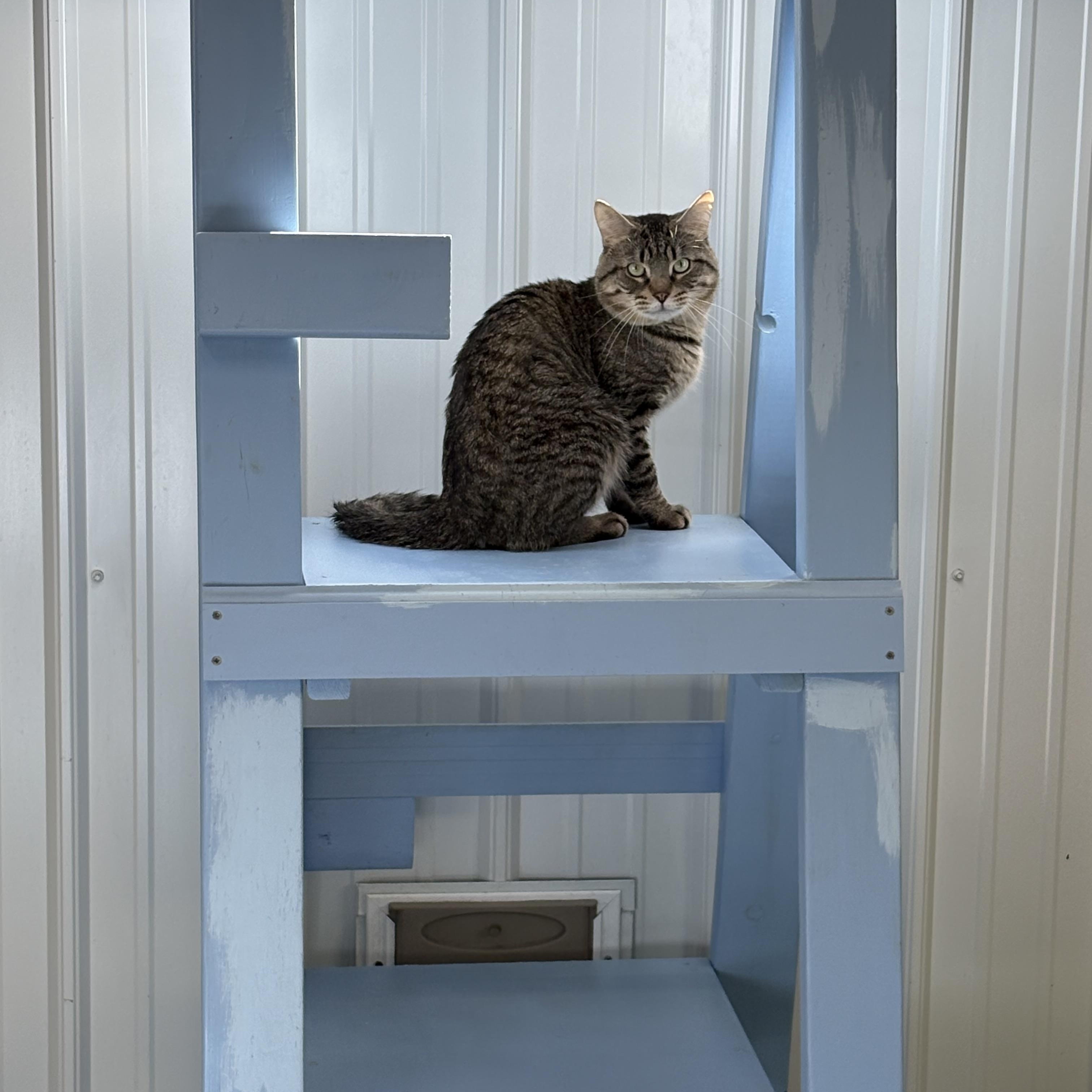 Enlarge Lucky, a Adoptable American Shorthair in Big Rapids, MI image 3/3