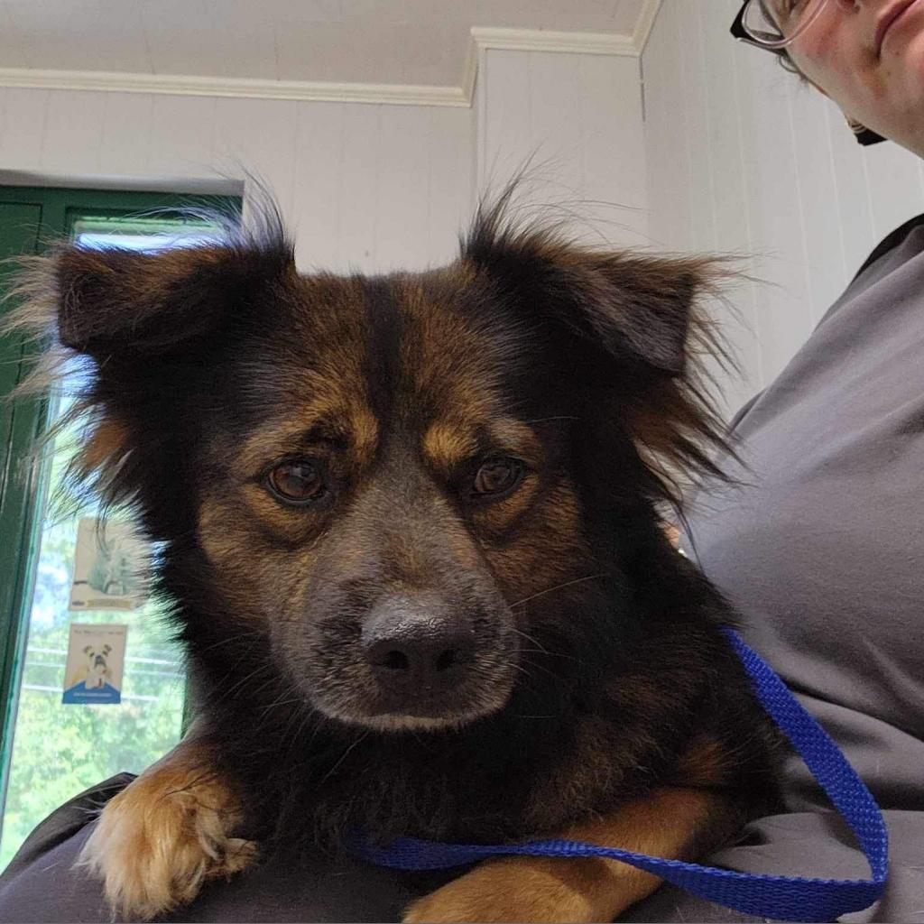 Enlarge Arbor, a Adoptable mixed breed in Tylertown, MS image 1/5