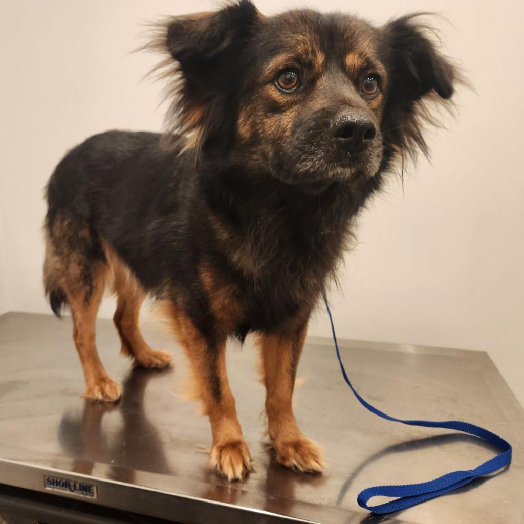 Enlarge Arbor, a Adoptable mixed breed in Tylertown, MS image 2/5