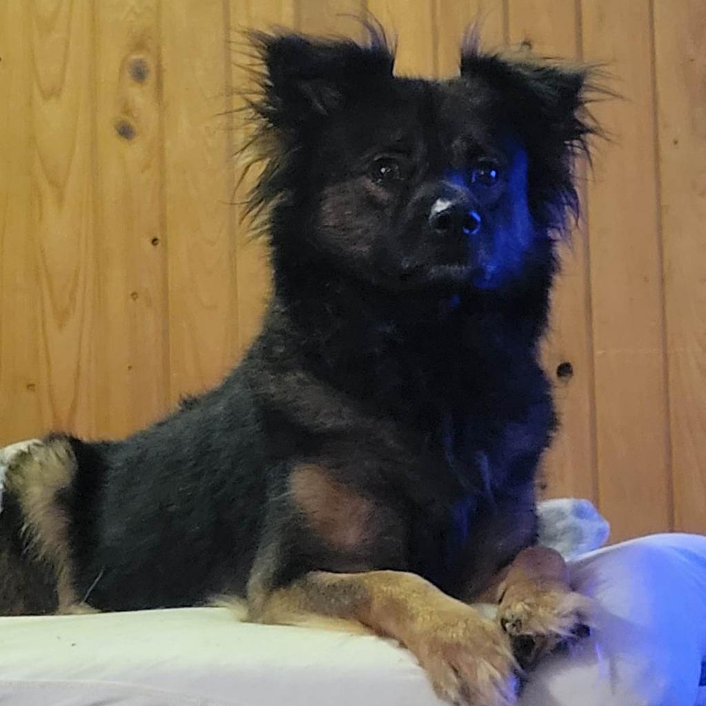 Enlarge Arbor, a Adoptable mixed breed in Tylertown, MS image 3/5