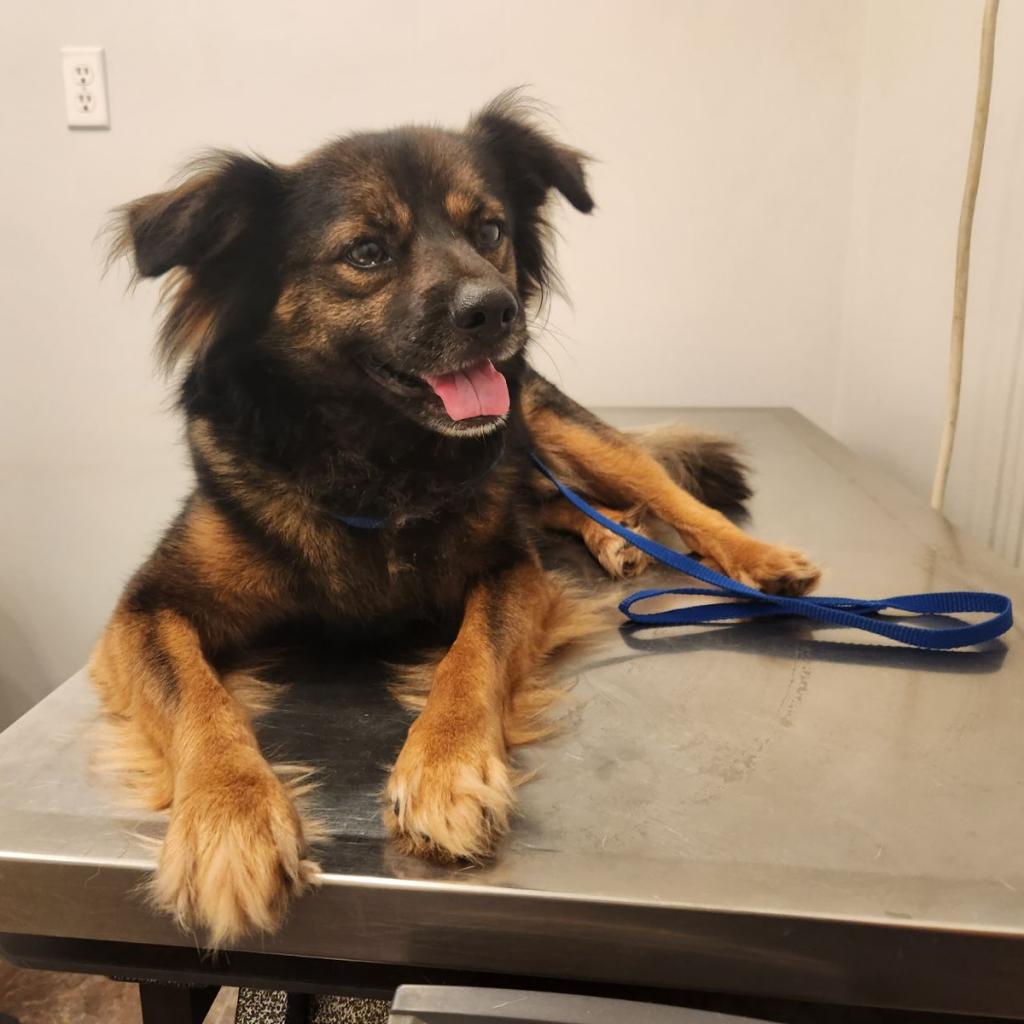 Enlarge Arbor, a Adoptable mixed breed in Tylertown, MS image 4/5