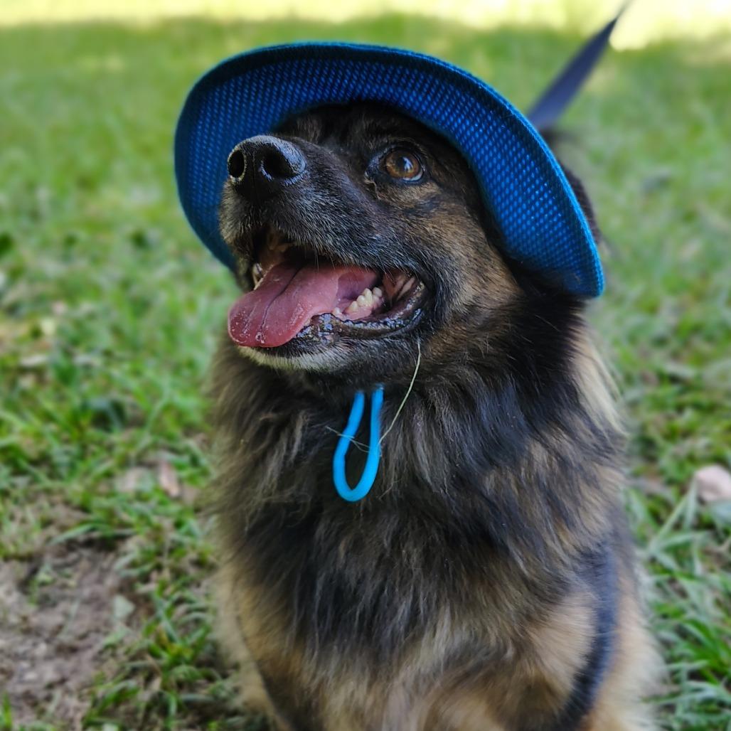 Enlarge Arbor, a Adoptable mixed breed in Tylertown, MS image 5/5