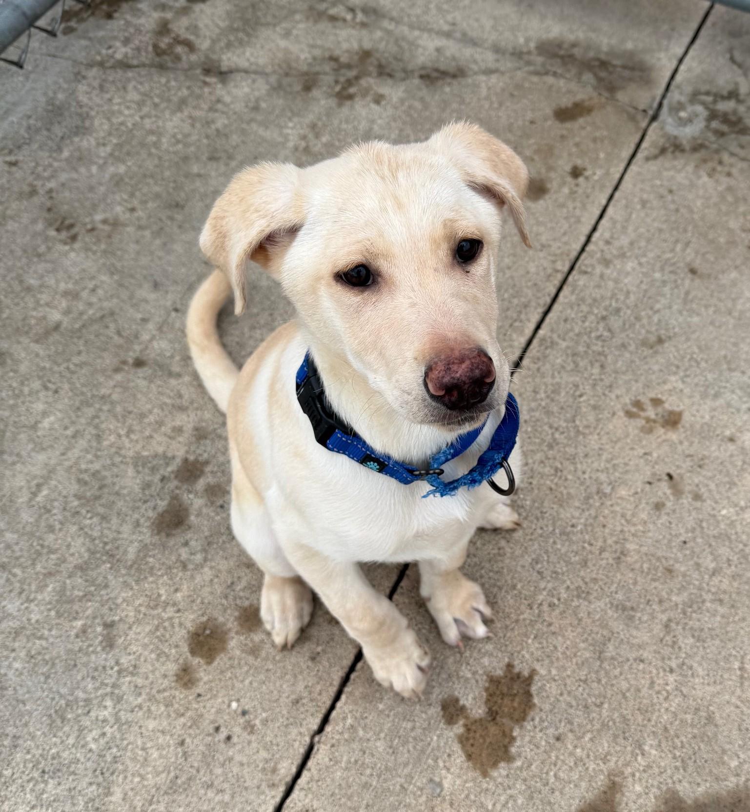 Alfie, Adoptable, Young Male Yellow Labrador Retriever.