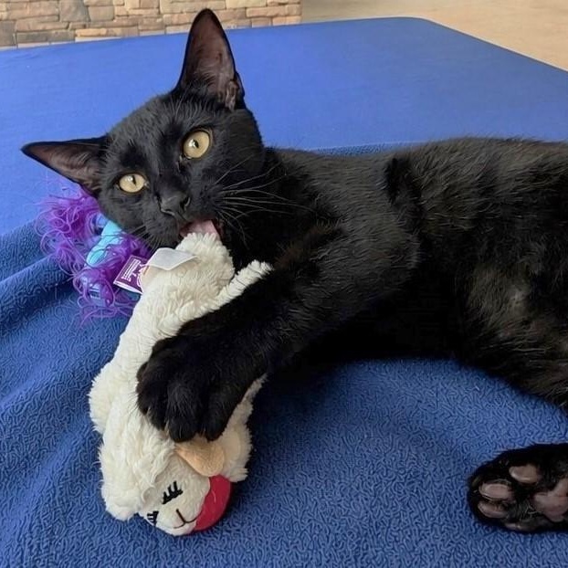 Secret Agent Noir, ADOPTABLE, Kitten Male Domestic Short Hair.