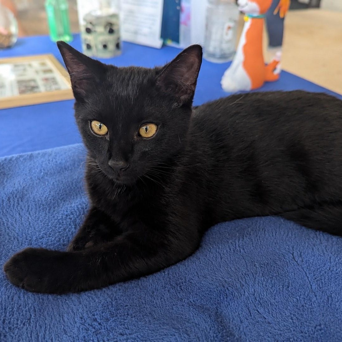 Enlarge Secret Agent Noir, a ADOPTABLE mixed breed in Helena, AL image 3/4