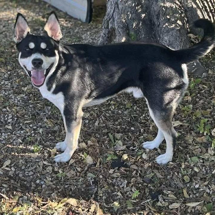 Levi, Adoptable, Adult Male Siberian Husky.