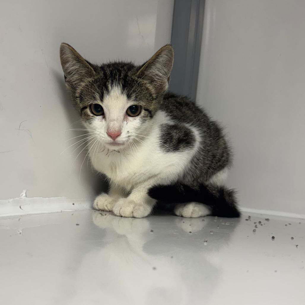 Lumber, Adoptable, Kitten Female Domestic Short Hair.