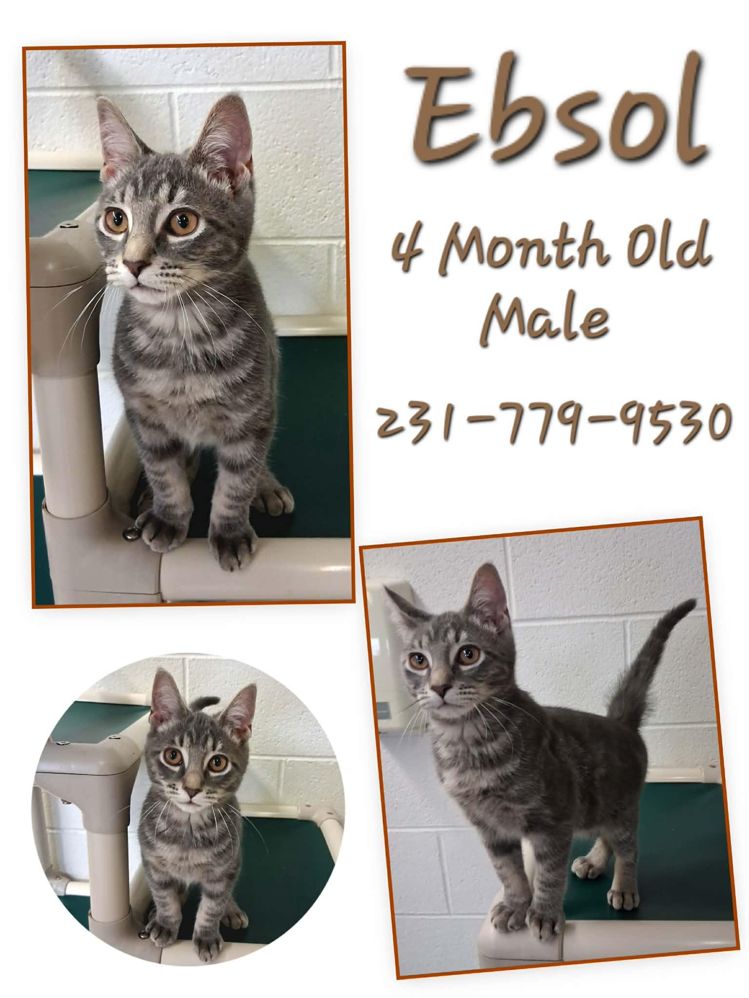 EBSOL, adopted, Kitten Male Domestic Short Hair.
