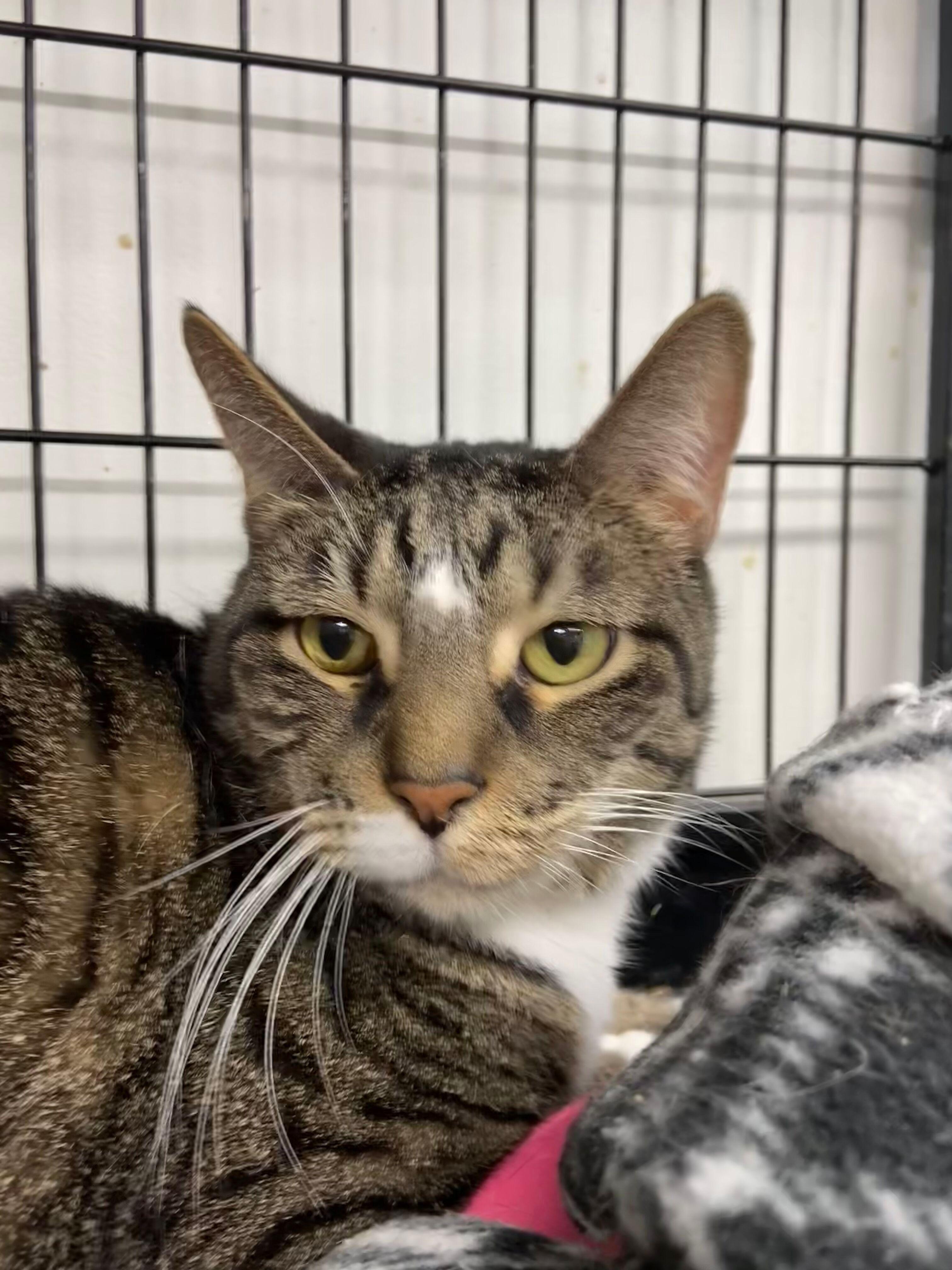 Lonnie, Adult Male Domestic Short Hair