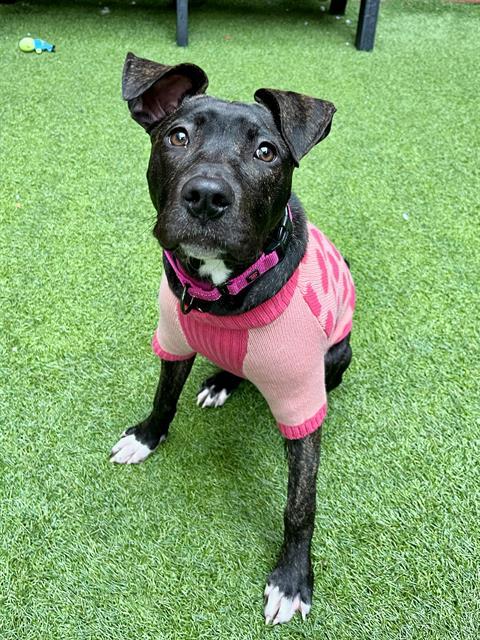 Enlarge VIOLA, a Adoptable mixed breed in San Francisco, CA image 1/1