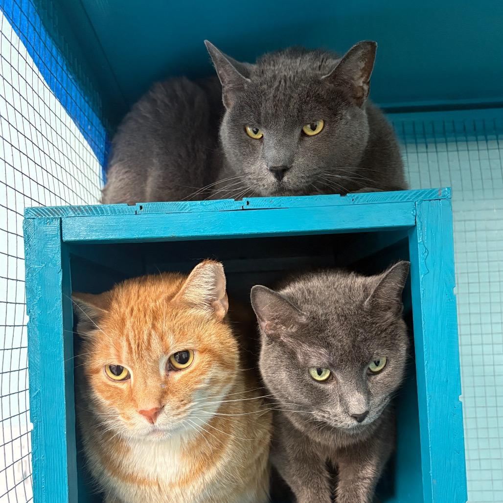 Spruce, Adoptable, Senior Male Domestic Short Hair.