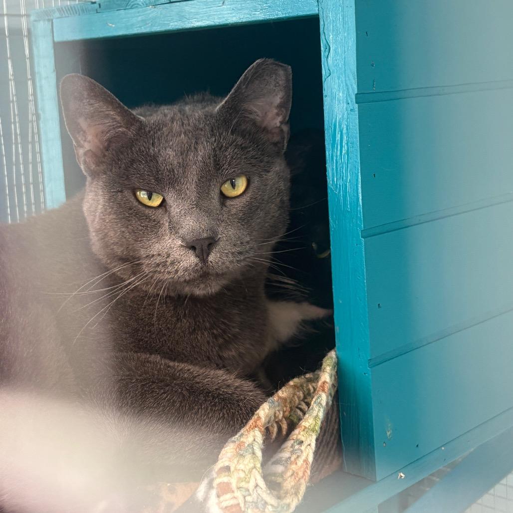 Enlarge Spruce, a Adoptable Domestic Short Hair in PITTSBURGH, PA image 2/3