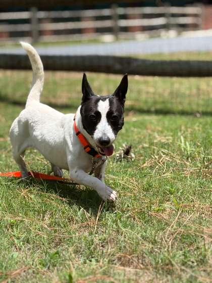 Nola, Adoptable, Adult Female Parson Russell Terrier & Mixed Breed.