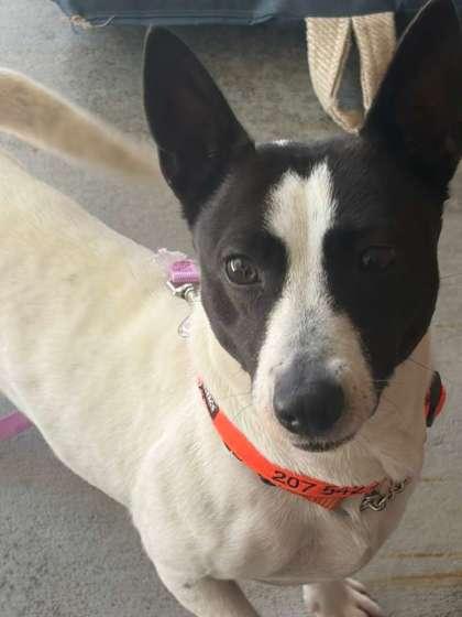 Enlarge Nola, a Adoptable mixed breed in Southern Pines, NC image 2/3