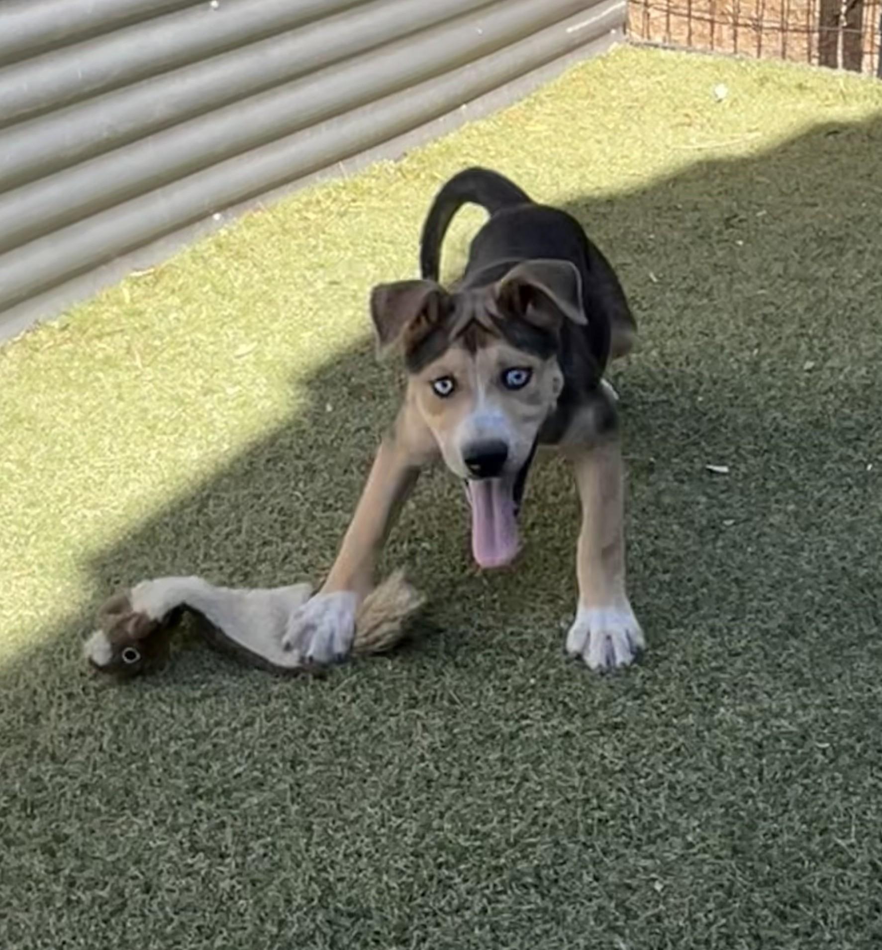 Enlarge Hopi, a ADOPTABLE mixed breed in Apache Junction, AZ image 3/3