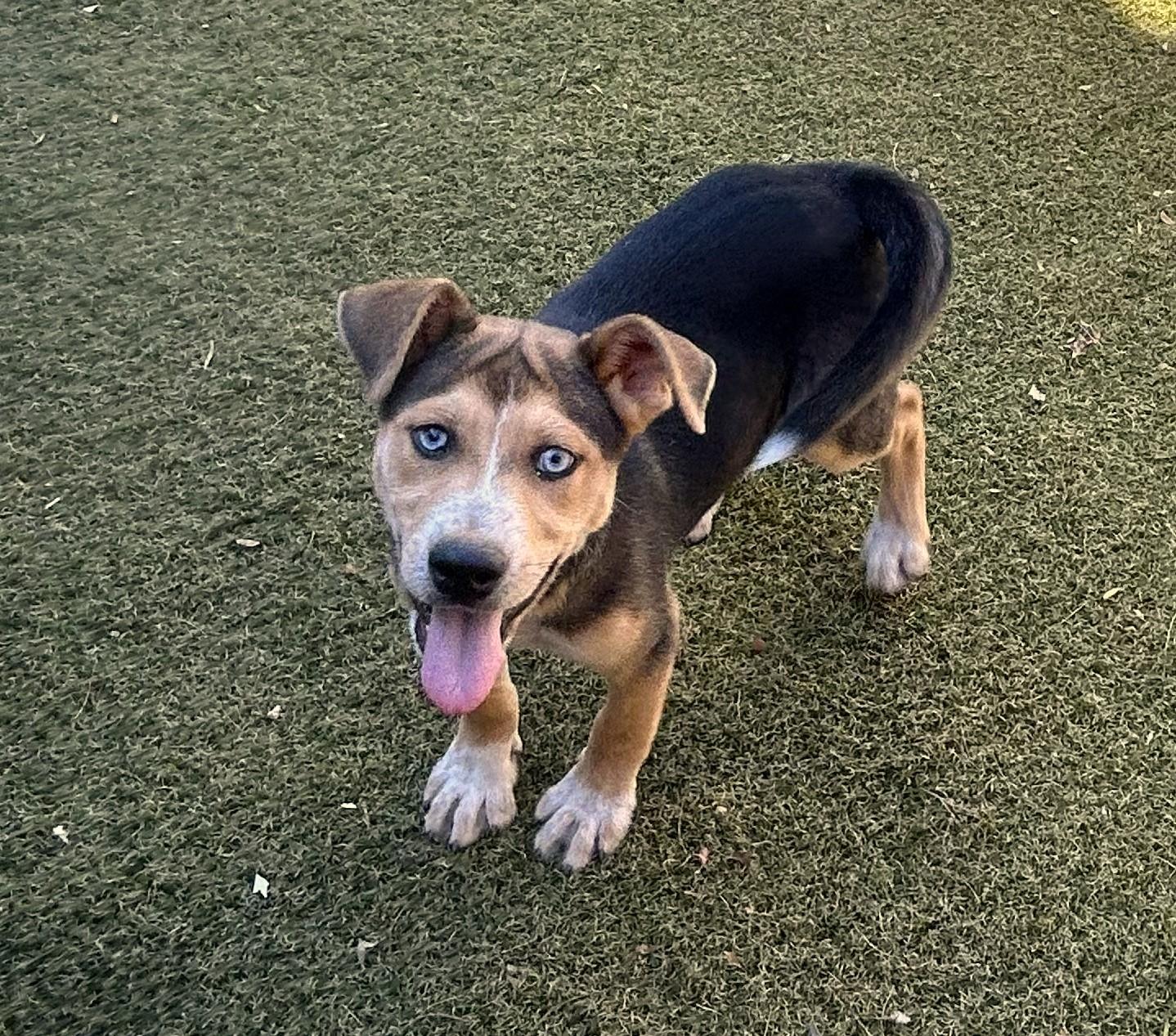 Enlarge Hopi, a ADOPTABLE mixed breed in Apache Junction, AZ image 1/3