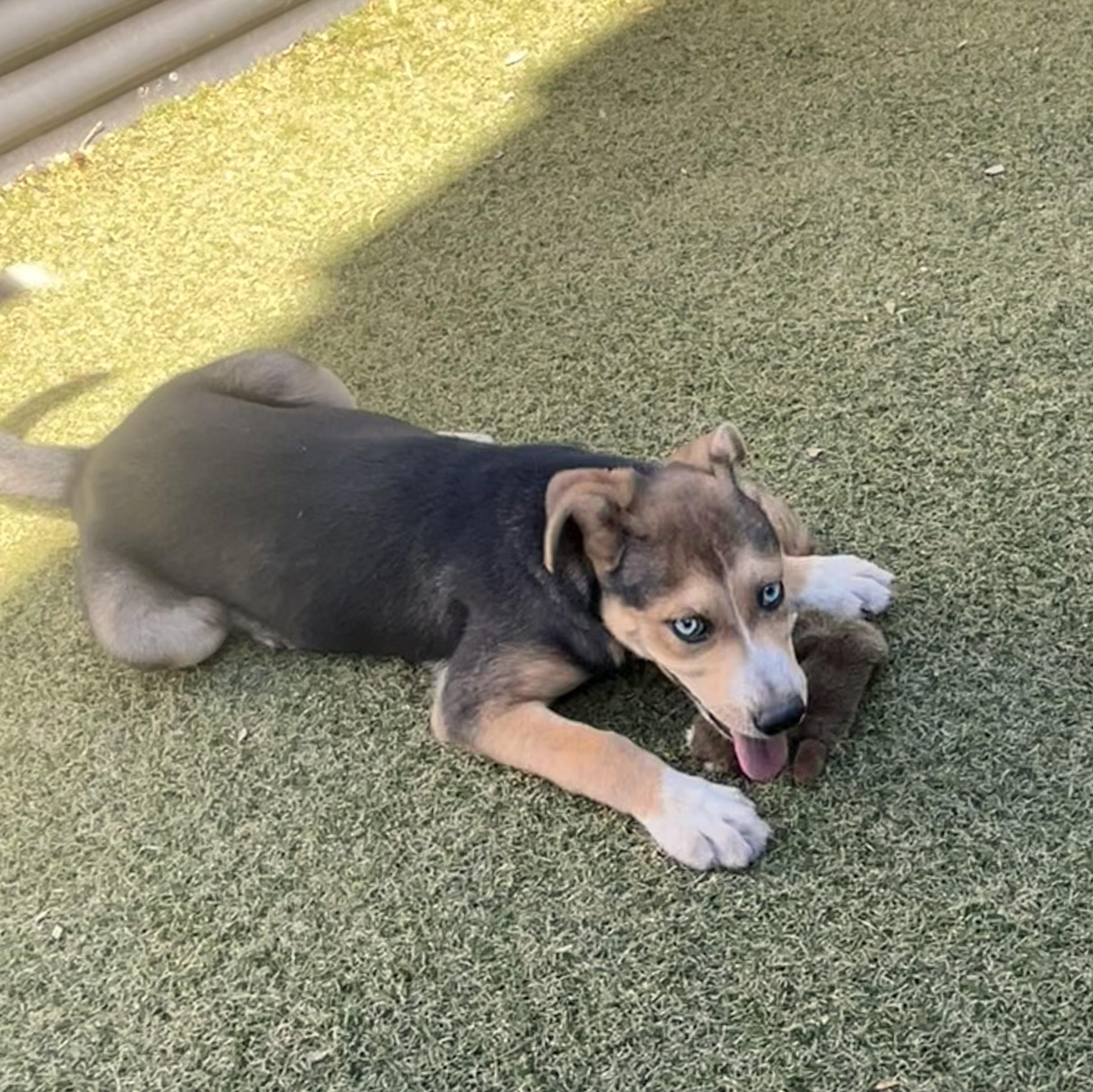 Enlarge Hopi, a ADOPTABLE mixed breed in Apache Junction, AZ image 2/3