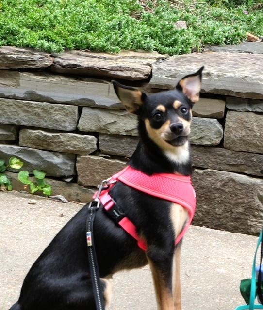 Enlarge Chrissy, a Adoptable mixed breed in Ellicott City, MD image 2/6