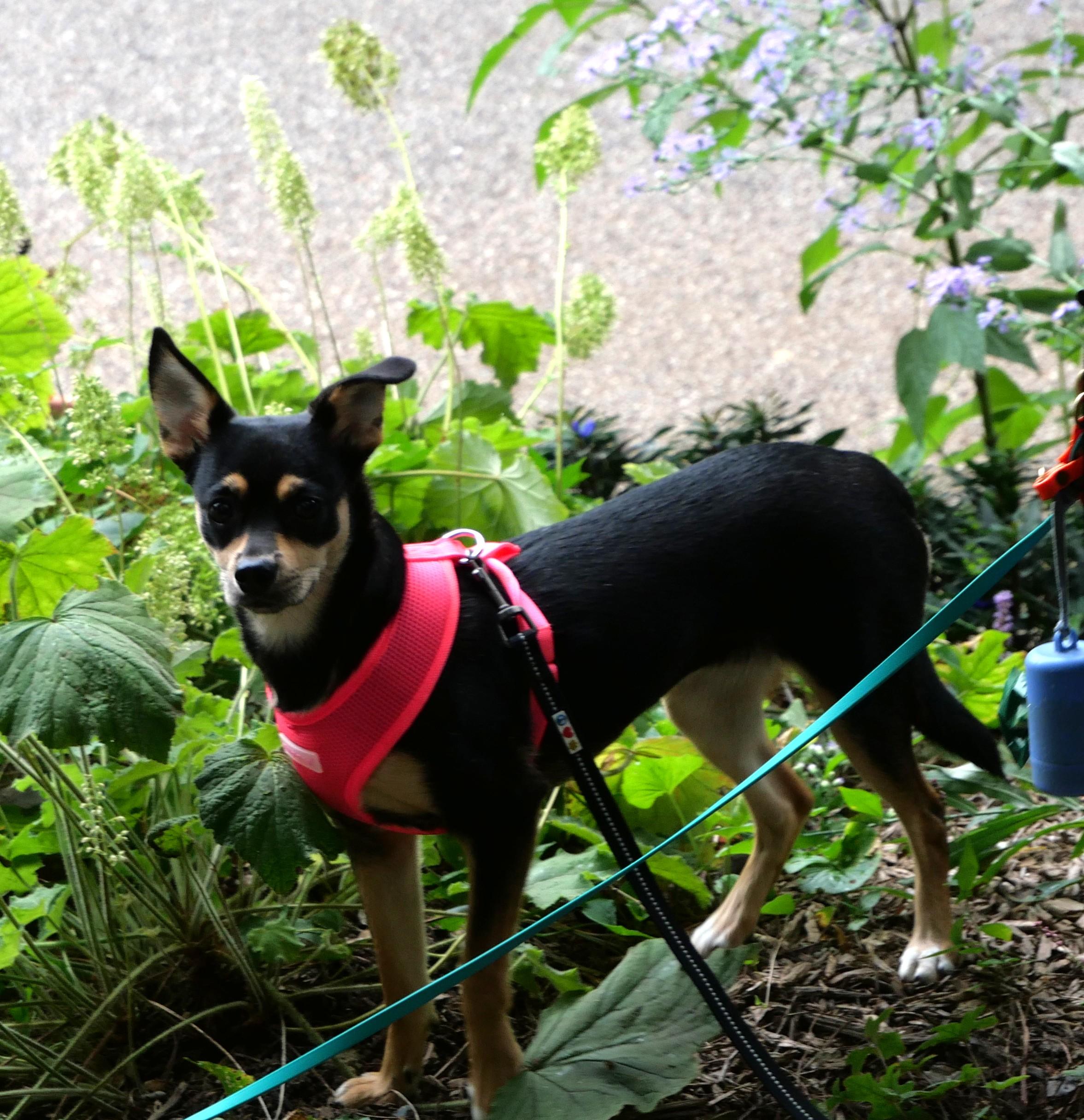 Chrissy, Adoptable, Puppy Female Rat Terrier & Chihuahua.