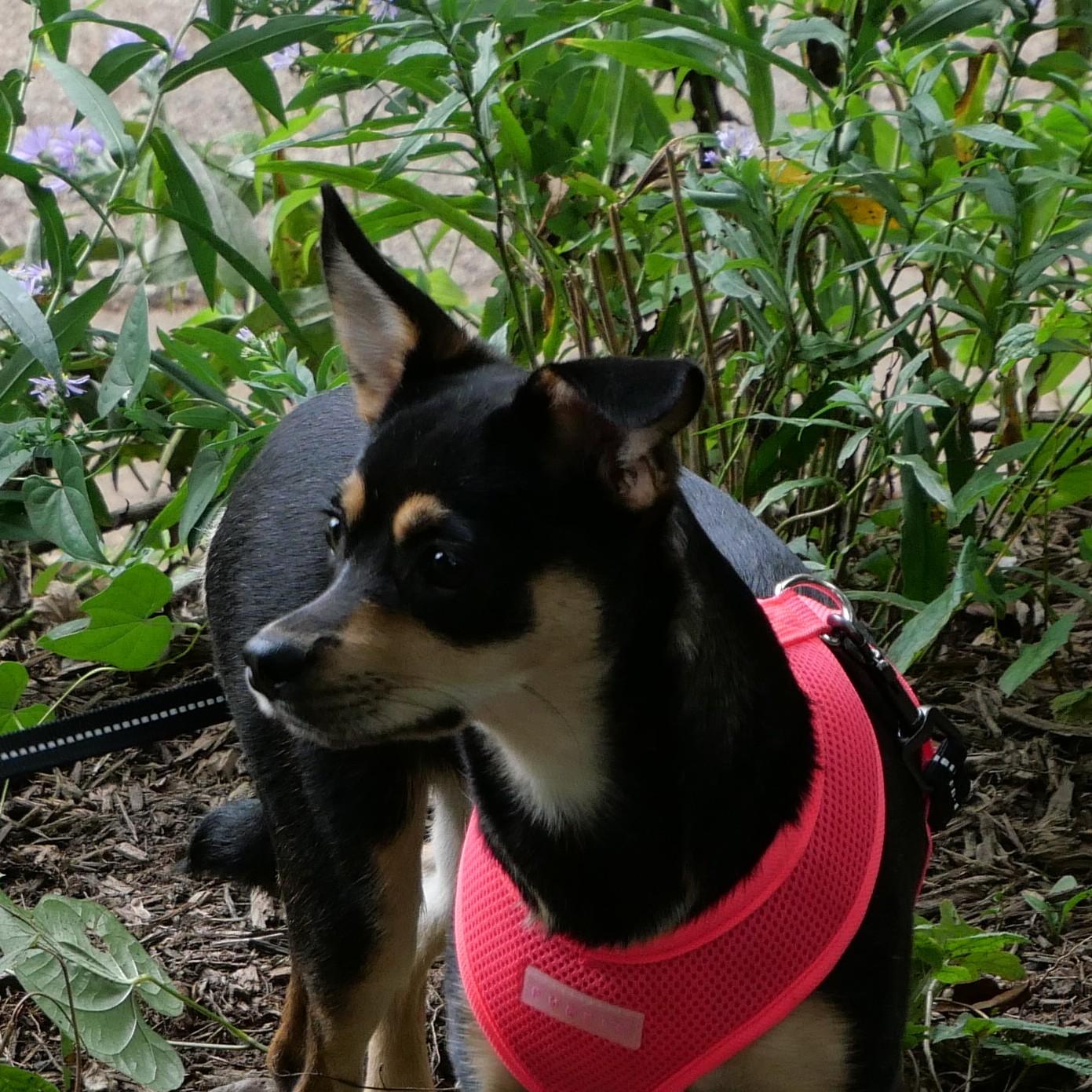 Enlarge Chrissy, a Adoptable mixed breed in Ellicott City, MD image 4/6