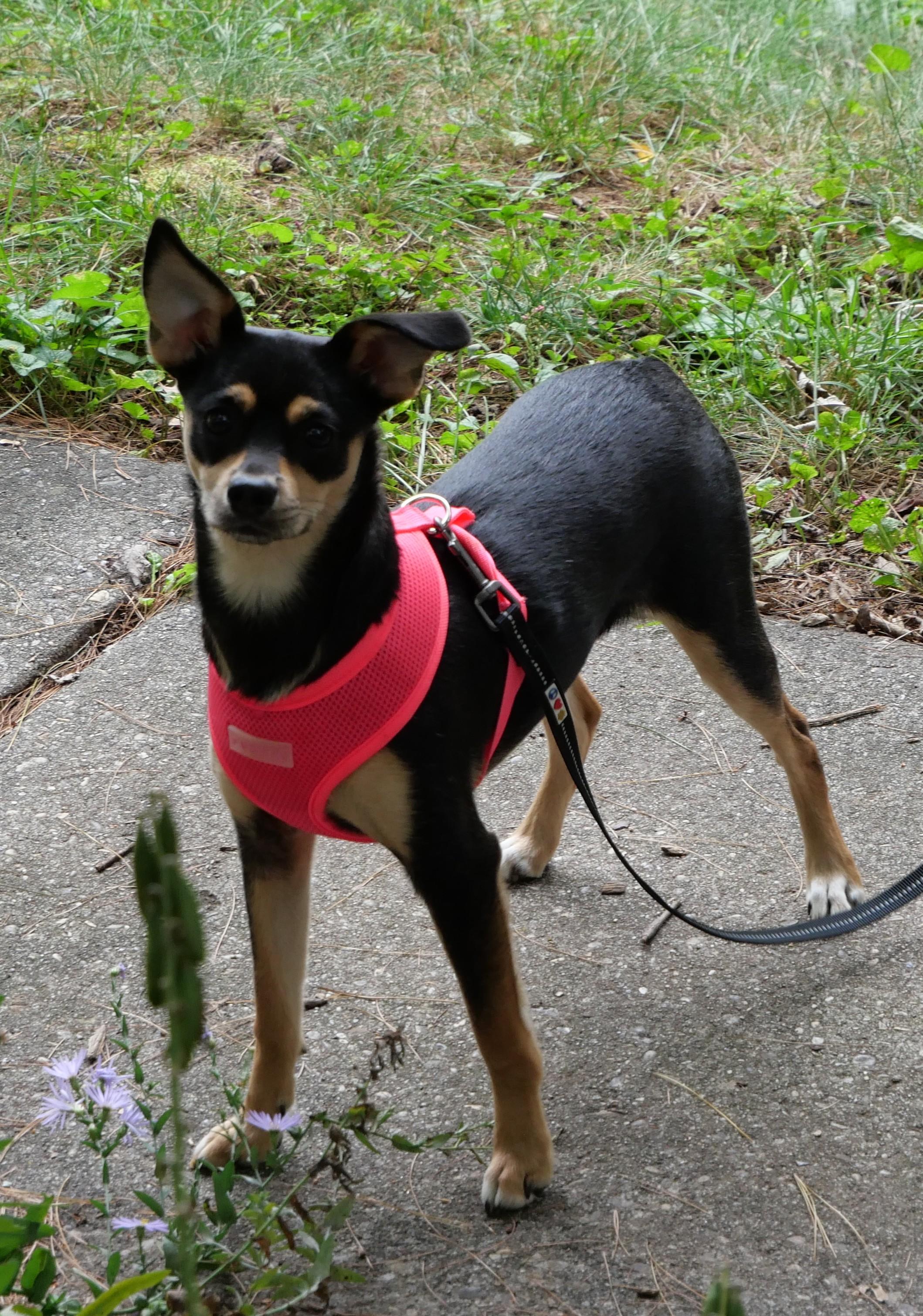 Enlarge Chrissy, a Adoptable mixed breed in Ellicott City, MD image 5/6
