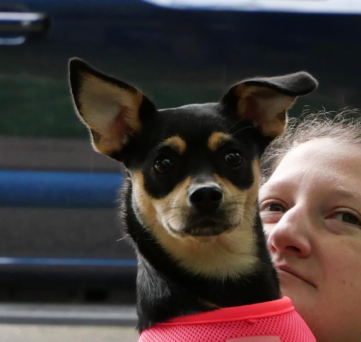 Enlarge Chrissy, a Adoptable mixed breed in Ellicott City, MD image 6/6