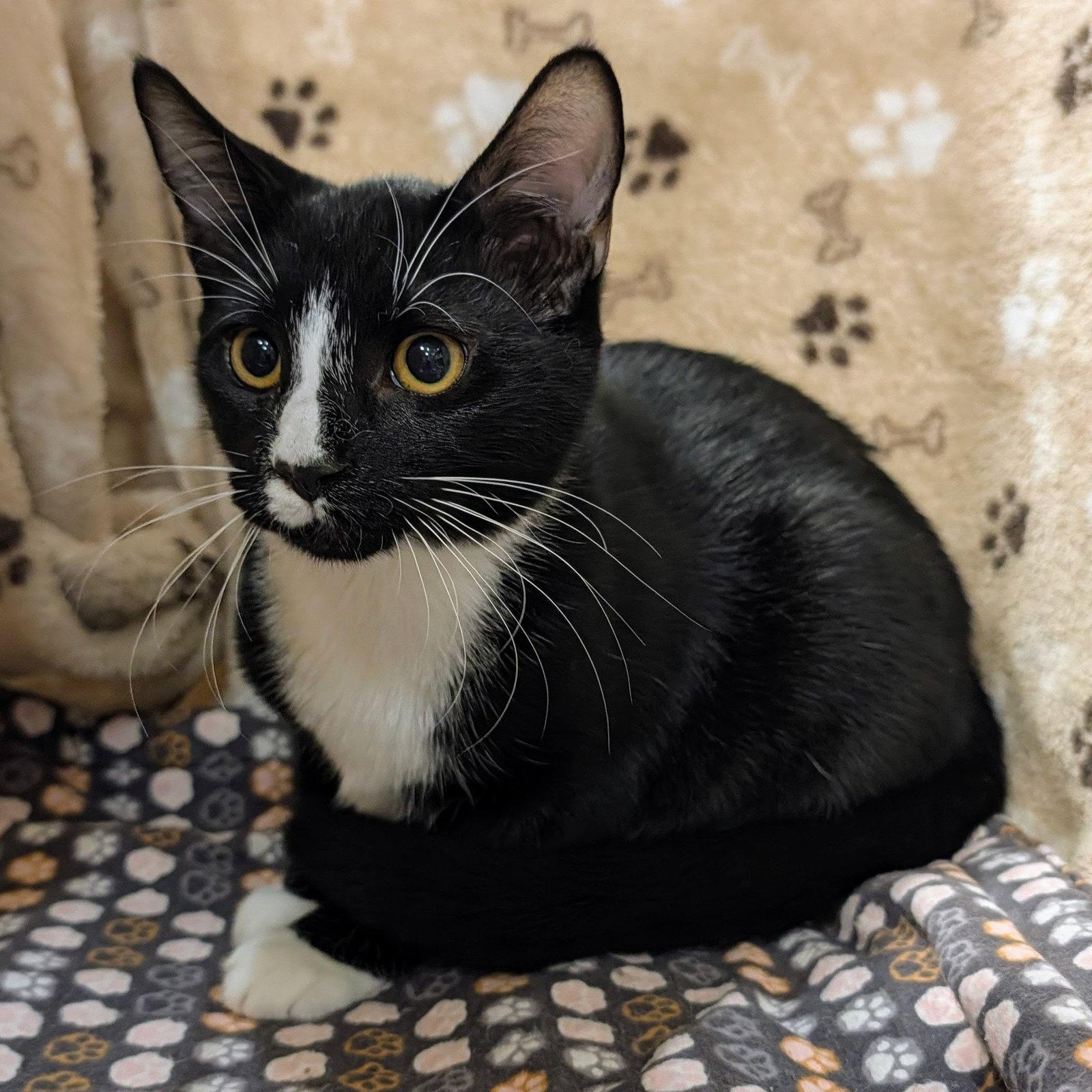 Tuck, Adoptable, Kitten Male Tuxedo & Domestic Short Hair.