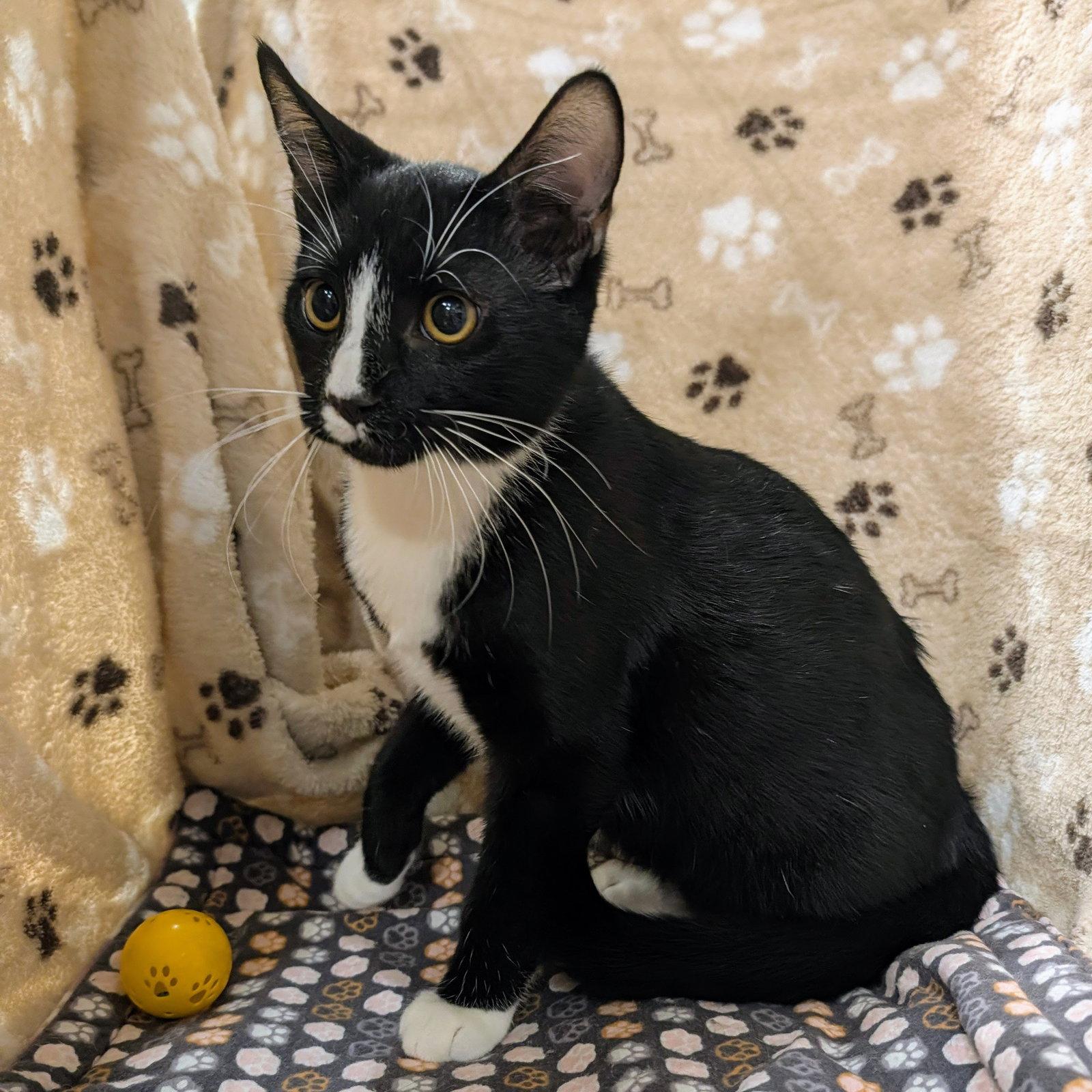 Enlarge Tuck, a Adoptable mixed breed in Garland, TX image 3/3