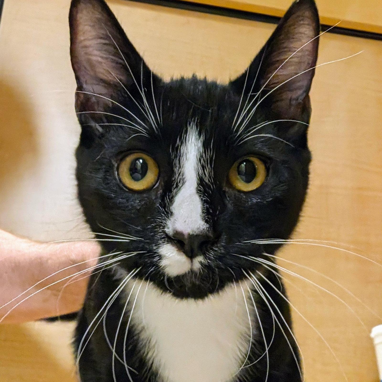 Enlarge Tuck, a Adoptable mixed breed in Garland, TX image 2/3