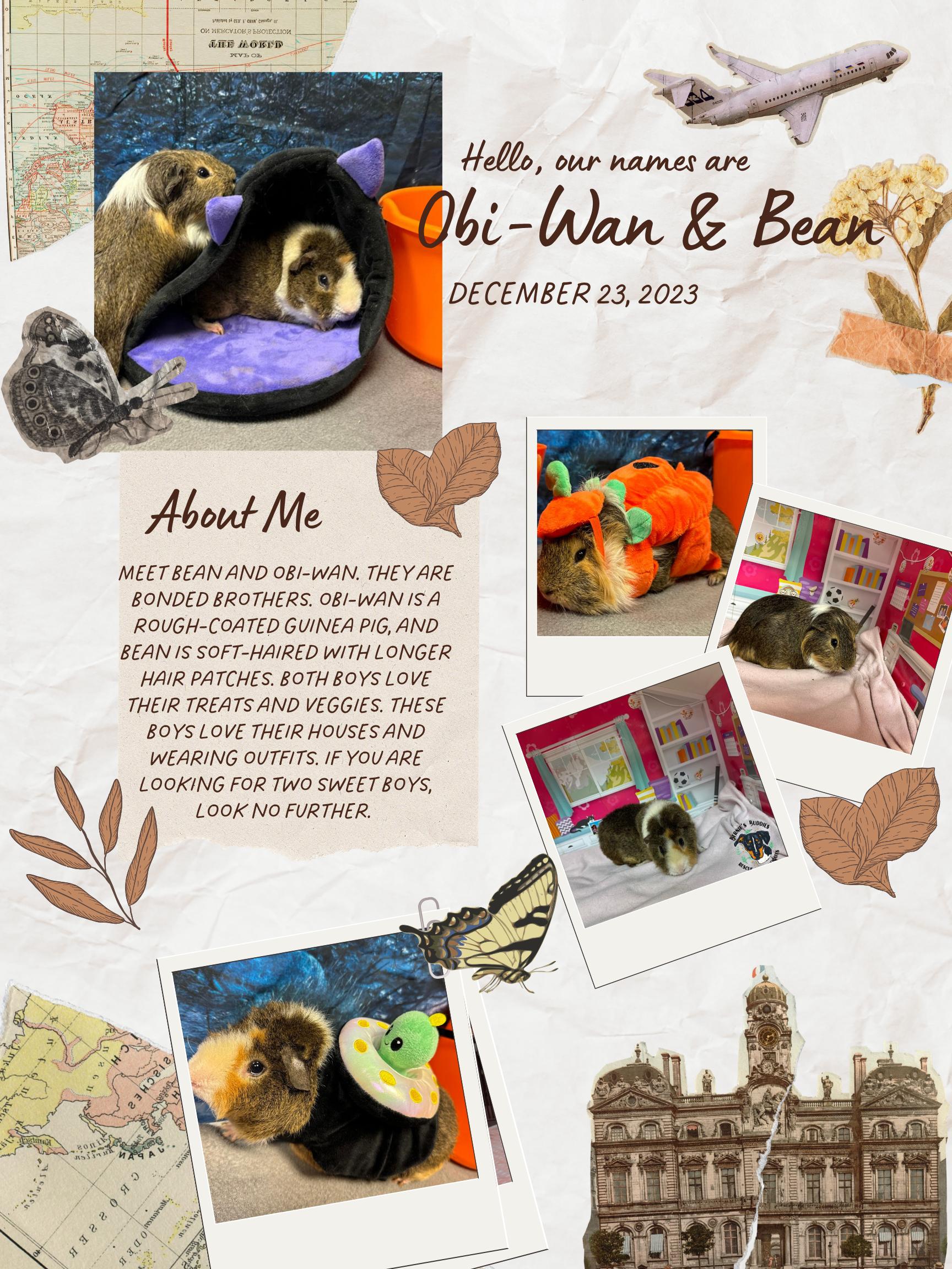 Enlarge Obi-Wan and Bean, a ADOPTABLE Guinea Pig in Huntington, WV image 1/6