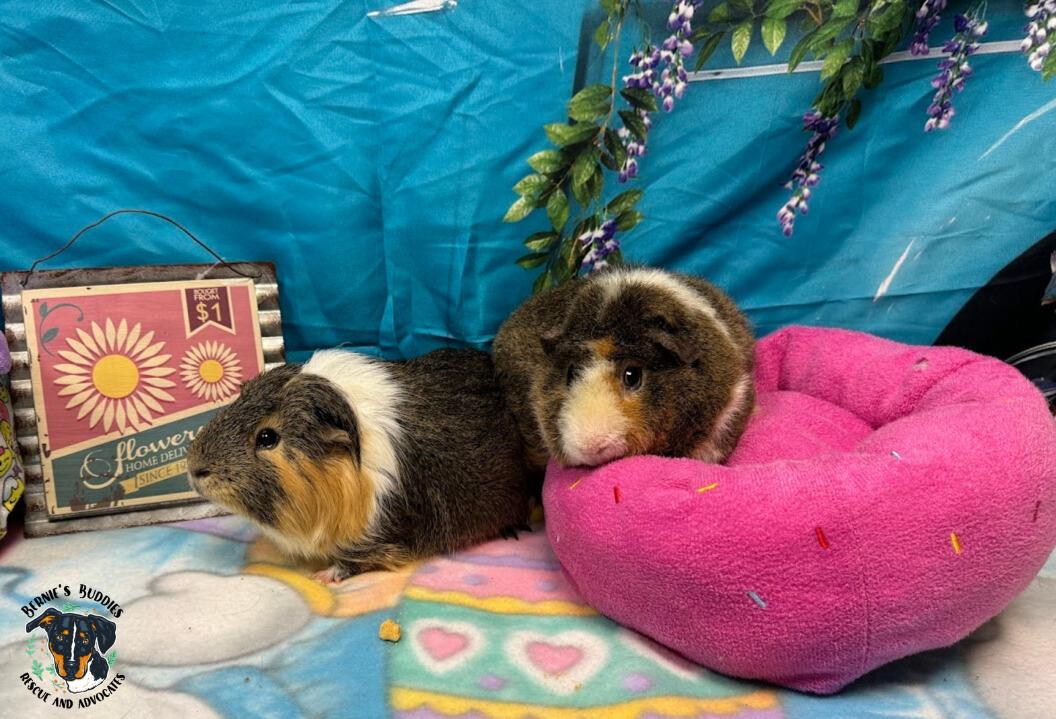 Enlarge Obi-Wan and Bean, a ADOPTABLE Guinea Pig in Huntington, WV image 4/6