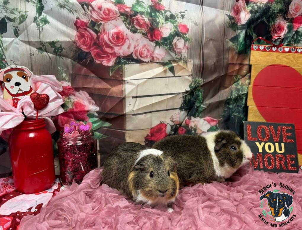 Enlarge Obi-Wan and Bean, a ADOPTABLE Guinea Pig in Huntington, WV image 3/6